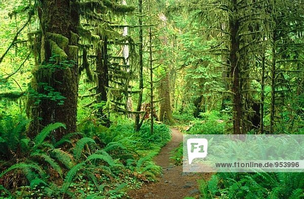 HOH River Trail schlängelt sich durch die alten Regen Wald. Olympic-Nationalpark. Washington. USA