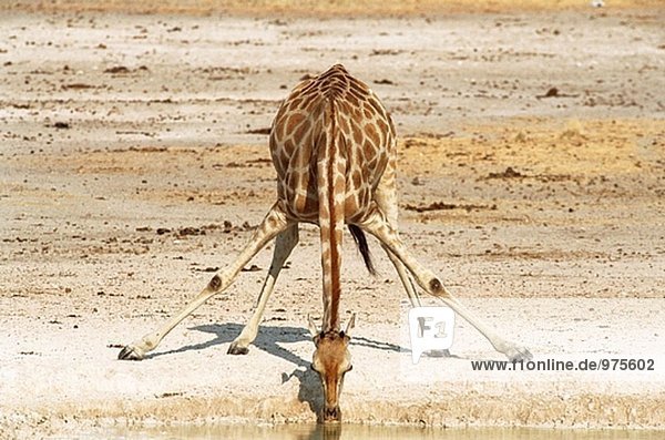 Southern Giraffe (Giraffa Camelopardalis Giraffa) in einem Wasserloch tranken. Etosha National Park. Namibia