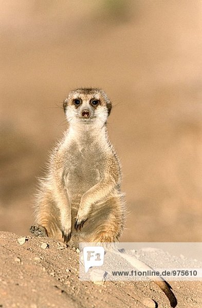 Meerkat oder Suricate (Suricata Suricatta) schützen auf der Suche am Rande der ihre Burrow. Kgalagadi Wüste. Südosten Namibias
