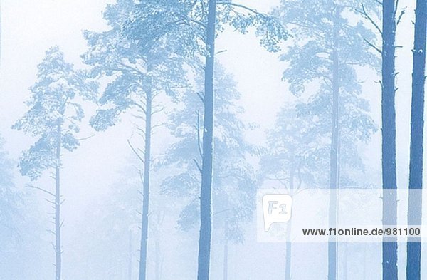 Schottischen Pinien (Pinus Sylvestris) Nadel-Woodland im Winter Nebel. Strathspey. Highlands. Schottland. GROßBRITANNIEN