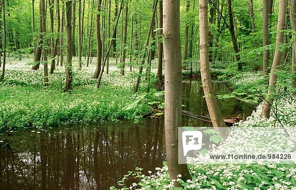 Wald im Frühjahr mit Bärlauch. Sachsen. Deutschland.