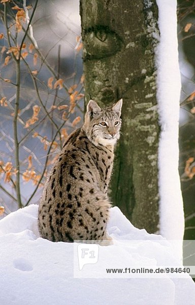 Lynx (Felis Lynx). Nationalpark Bayerischer Wald. Deutschland