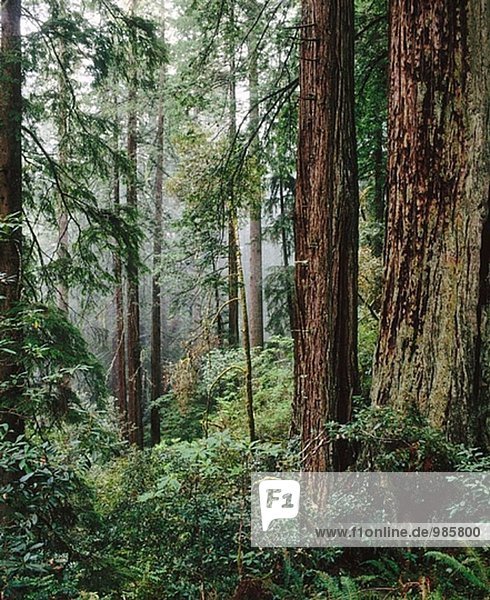 Redwood-Bäume (Sequoia Sempervirens)  Redwood National Park. Del Norte County  Kalifornien. USA