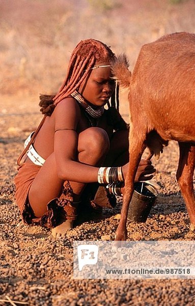 Himba wife milking goats. Kaokoveld. Namibia.