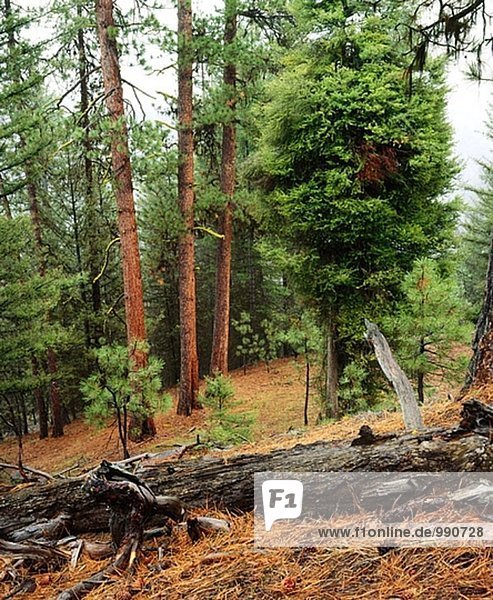 Ponderosa-Kiefern (Pinus Ponderosa)  Mill Creek Wilderness  Ochoco National Forest. Prineville  Oregon  USA