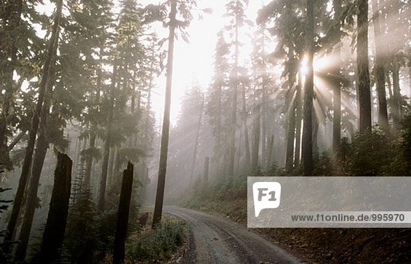 Sun durch Nebel und Bäume  Mt. Hood National Forest. Oregon  USA