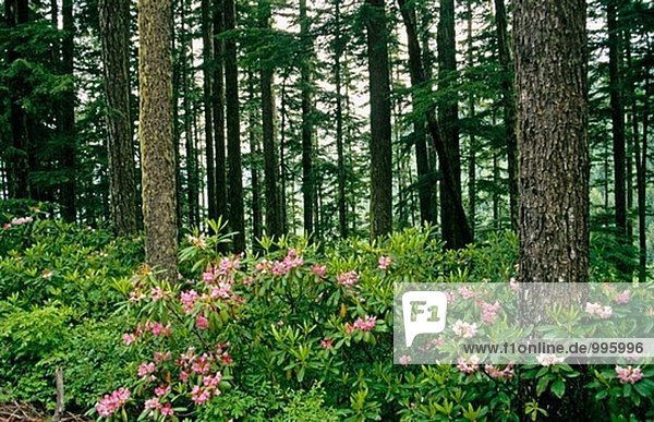 Rhododendren im Nebel  Mt. Hood National Forest. Oregon  USA
