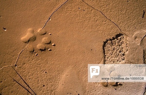 Schakal verfolgt. Namib-Wüste. Namibia