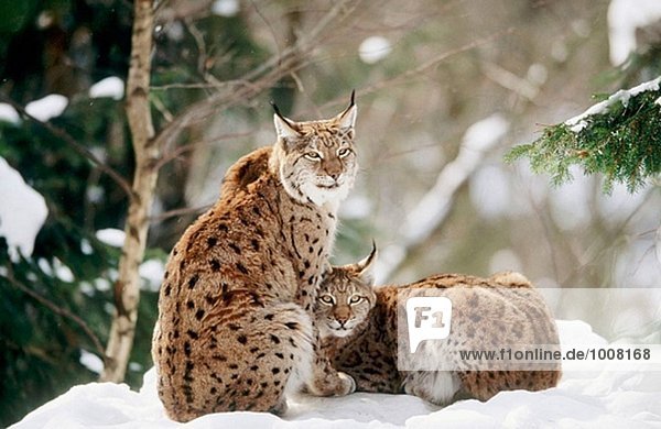 Luchs (Lynx Lynx). Mutter und Cub. Sitzend auf einem Felsen im Schnee. Winter. National Park Bayerischen Wald. Deutschland.
