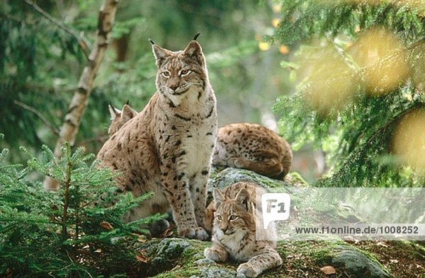 Luchs (Lynx Lynx) Mutter mit jungen  Familie  ruhen auf einem Felsen. Pinienwald im Herbst. National Park Bayerischen Wald. Deutschland.