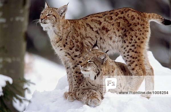 Luchs (Lynx Lynx) Mutter liegend  Cub im Schnee. Winter. National Park Bayerischen Wald. Deutschland.