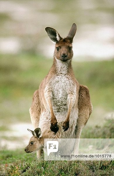 Western Grey Kangaroo (Macropus fuliginosus). Victoria  Australia