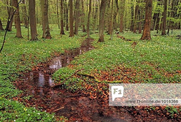 Mischwald im Frühjahr. Nationalpark Hainich-Kreis  Thüringen  Deutschland.