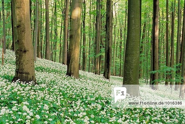 Bärlauchs im Frühjahr Wald. (Allium Ursinum). Nationalpark Hainich-Kreis,  Thüringen,  Deutschland.