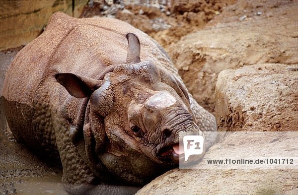 Anaesthetized Rhinoceros nachdem sein Horn entfernt