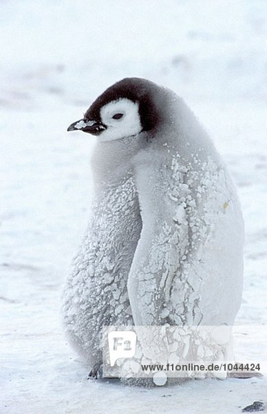 Kaiserpinguin (Aptenodytes Forsteri). Dawson-Lambton Gletscher Antarktis Kaiserpinguin (Aptenodytes Forsteri). Dawson-Lambton Gletscher, Antarktis