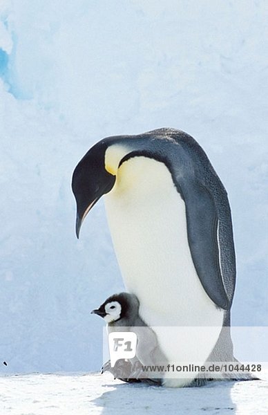 Kaiserpinguin (Aptenodytes Forsteri) Erwachsenen und Chick. Dawson-Lambton Gletscher Antarktis Kaiserpinguin (Aptenodytes Forsteri), Erwachsenen und Chick. Dawson-Lambton Gletscher, Antarktis