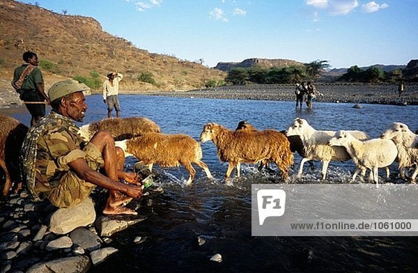 Flock fording River. Terari Wenz. Provinz Wollo  Äthiopien