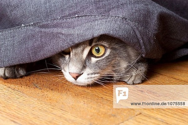 Cat schlech aus unter Vorhang