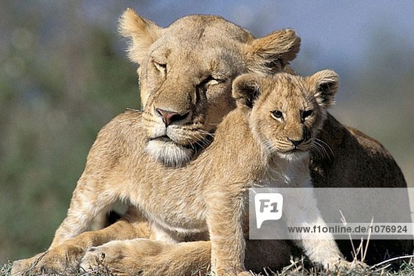 Löwin (Panthera Leo) mit Cub. Masai Mara. Kenia Löwin (Panthera Leo) mit Cub. Masai Mara. Kenia