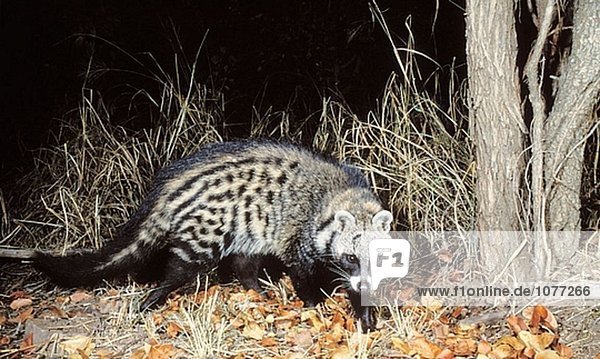 Afrikanische Zibetkatze (Civettictis Civetta)  schüchtern und nachtaktive Arten. Kruger-Nationalpark  Südafrika