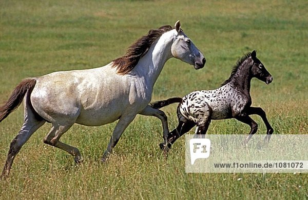 Appaloosa horses. Mare and foal