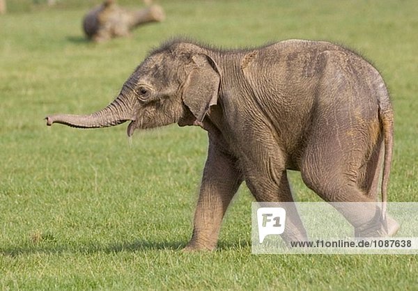 Asiatischen Elefanten Kalb ´Elephas maximus´ Asiatischen Elefanten Kalb ´Elephas maximus´