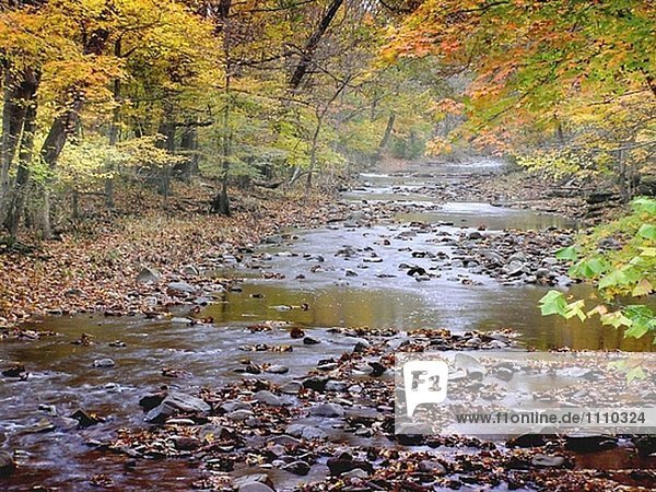 Ein Herbst Stream friedlich fließt durch eine bunte Pennsylvania forest