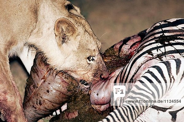 Löwen (Panthera Leo) Verschlingende Zebra. South Luangwa Nationalpark  Sambia
