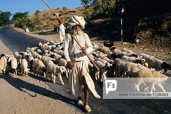 Schäferhund und Schafe. Rajasthan  Indien