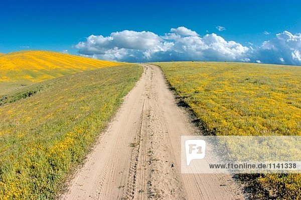 Schottertraße durch Goldfields (Lasthenia Californica)  Antelope Valley  Kalifornien