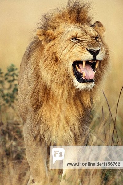 Lion riechen für den Duft von einer Löwin. Kenia