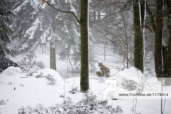 Europäischen Luchs  Winter  Nationalpark Bayerischer Wald  Gefangener  Deutschland.