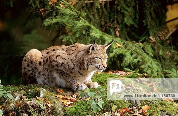 Lynx weiblich (Lynx Lynx) gefangen. Nationalpark Bayerischer Wald  Deutschland
