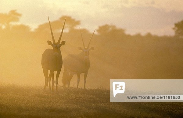 Gemsbok (Oryx gazella); in the early morning. Kalahari Desert  Kgalagadi Transfrontier Park  South Africa.