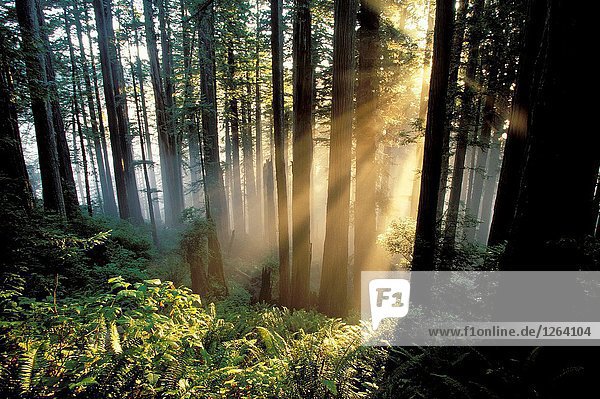 Sunrays shining through forest. Redwoods National Park. California. USA