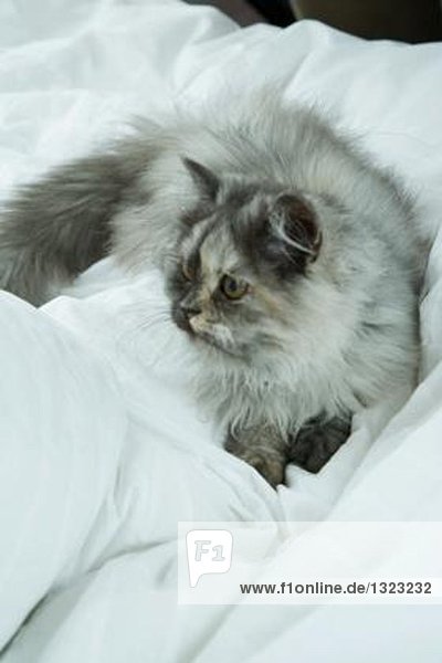 Langhaarige Katze auf dem Bett liegend  volle Länge
