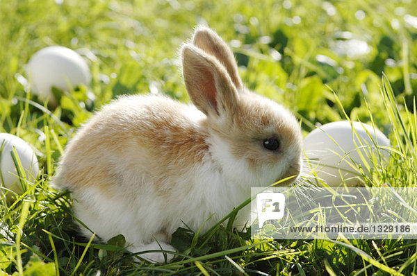 Kaninchen auf der Wiese sitzend  Nahaufnahme