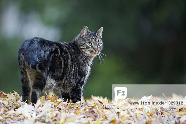 Katze läuft auf Herbstblättern