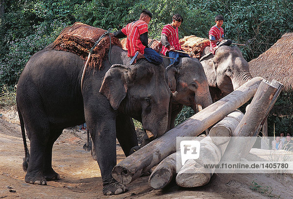 Reisen. Thailand. Chiang Mai. Elefanten. Working Demonstration.