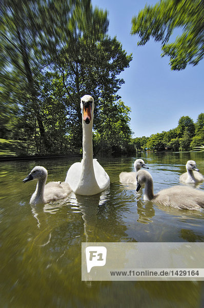 Germany  Munich  swans on pond