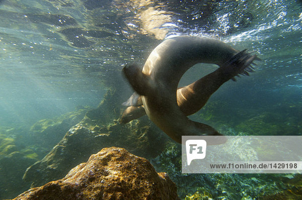 Galapagos Seelöwe  Nahaufnahme