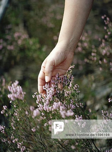 The hand of a person picking heather.