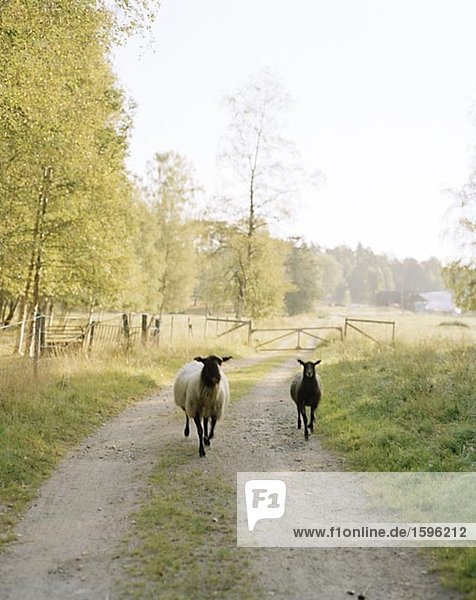 Zwei Schafe auf einer Landstraße ausgeführt.