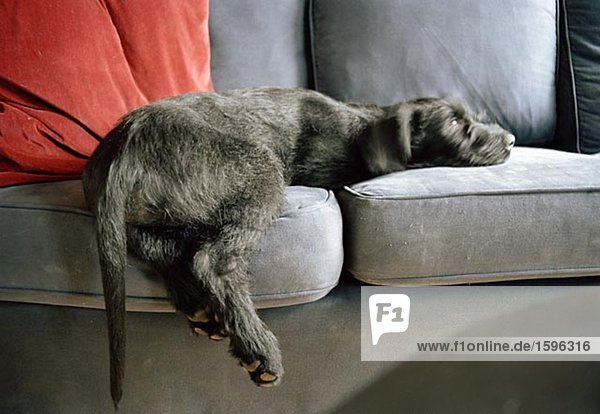 A giant schnauzer puppy lying on a couch.
