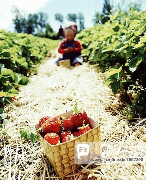Eine Schachtel mit Erdbeeren eine skandinavische Mädchen sitzen in einem Erdbeere Feld Oland Schweden.