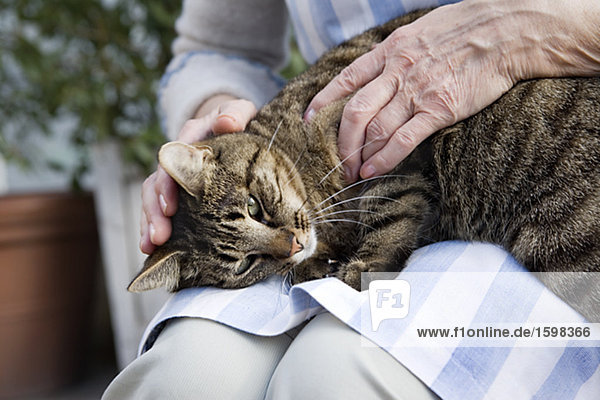 An elderly Scandinavian woman strokes cat on lap Sweden.