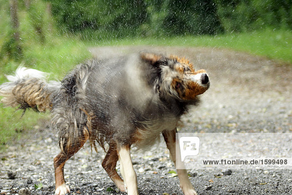 Australian Shepherd dog shaking off water