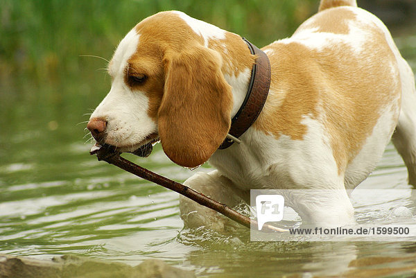 Nahaufnahme der Hund abrufen Stick in Wasser