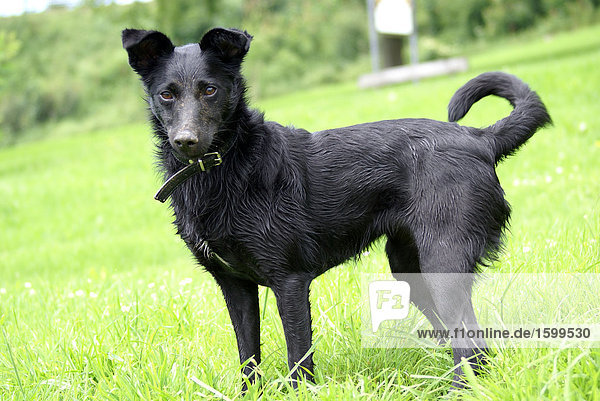 Dog standing in field